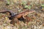 Viviparous Lizard (Zootoca vivipara)