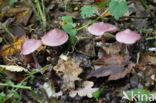 Lila satijnvezelkop (Inocybe geophylla var. lilacina)