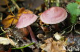 Lila satijnvezelkop (Inocybe geophylla var. lilacina)