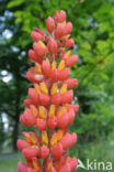 Lupine (Lupinus spec.)