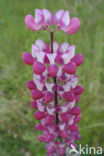 Lupine (Lupinus spec.)