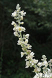 White Mullein (Verbascum lychnitis)