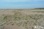 Sea Milkwort (Glaux maritima)