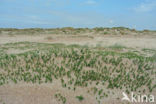 Sea Milkwort (Glaux maritima)