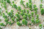 Sea Milkwort (Glaux maritima)