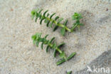 Sea Milkwort (Glaux maritima)