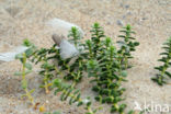 Sea Milkwort (Glaux maritima)