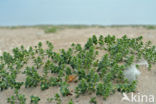 Sea Milkwort (Glaux maritima)