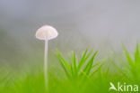 Melksteelmycena (Mycena galopus)