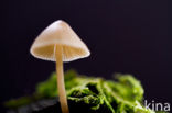 Melksteelmycena (Mycena galopus)