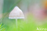 Melksteelmycena (Mycena galopus)