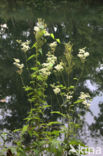 Moerasspirea (Filipendula ulmaria)