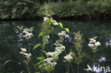 Moerasspirea (Filipendula ulmaria)