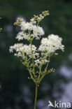 Moerasspirea (Filipendula ulmaria)