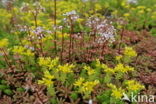 Biting Stonecrop (Sedum acre)