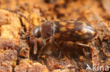 Mycetophagus multipunctatus