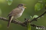 Common Nightingale (Luscinia megarhynchos)