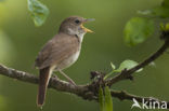 Common Nightingale (Luscinia megarhynchos)