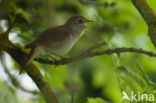 Common Nightingale (Luscinia megarhynchos)