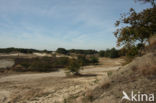 Nationaal Park Loonse en Drunense Duinen