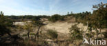 Nationaal Park Loonse en Drunense Duinen