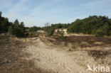 Nationaal Park Loonse en Drunense Duinen