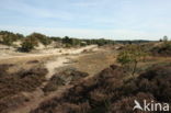 Nationaal Park Loonse en Drunense Duinen