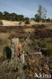 Nationaal Park Loonse en Drunense Duinen