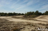 Nationaal Park Loonse en Drunense Duinen