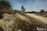 Nationaal Park Loonse en Drunense Duinen