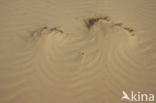 National Park Loonse en Drunense Duinen