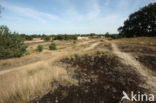 Nationaal Park Loonse en Drunense Duinen