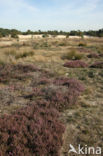 Nationaal Park Loonse en Drunense Duinen