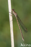 Noordse winterjuffer (Sympecma paedisca) 