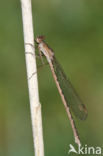 Noordse winterjuffer (Sympecma paedisca) 