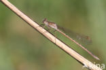 Siberian winter Damselfly (Sympecma paedisca)