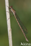 Noordse winterjuffer (Sympecma paedisca) 