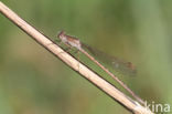 Noordse winterjuffer (Sympecma paedisca) 