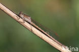 Noordse winterjuffer (Sympecma paedisca) 