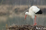 White Stork (Ciconia ciconia)