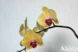Orchis spec. (Phalaenopsis)