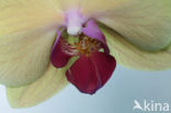 Orchis spec. (Phalaenopsis)