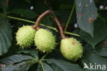 Horse-chestnut (Aesculus hippocastanum)