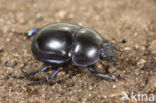 Common Dor Beetle (Geotrupes vernalis)