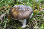 Panther mushroom (Amanita pantherina)