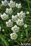 Northern Grass-of-parnassus (Parnassia palustris)