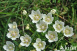 Northern Grass-of-parnassus (Parnassia palustris)