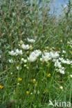 Northern Grass-of-parnassus (Parnassia palustris)