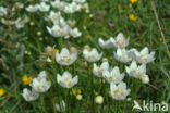 Northern Grass-of-parnassus (Parnassia palustris)