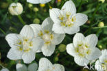 Northern Grass-of-parnassus (Parnassia palustris)